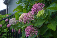 雨の紫陽花