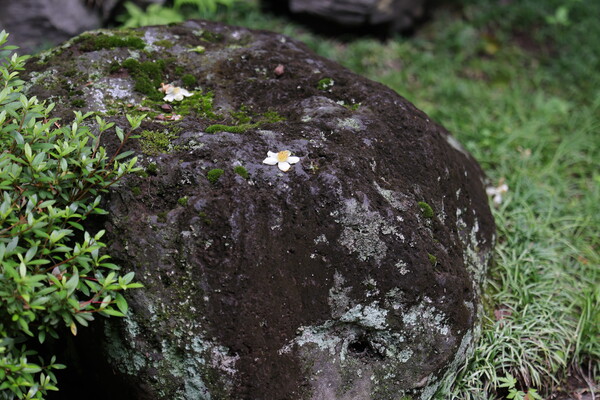 落花