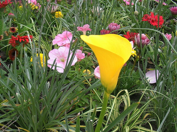 黄色な花