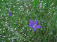 野の青小花