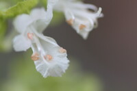 バジルの花