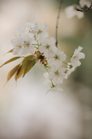 山桜