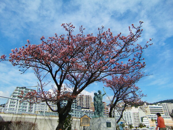釜鳴屋平七像の‘あたみ桜’