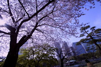都会の桜・・・