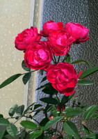 鉢植えの赤いバラ