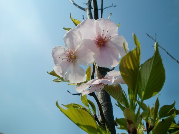 3mほどの桜の木に咲いた花