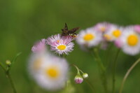 春、花に和む