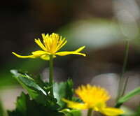 いまどき県北の花④