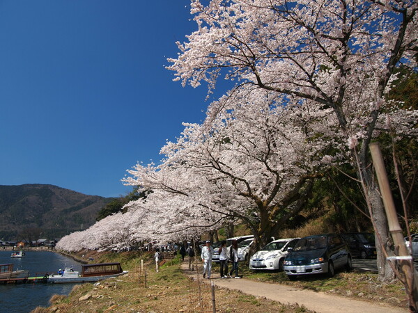 海津大崎の桜