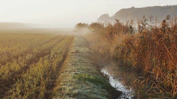 牛久沼の朝もや