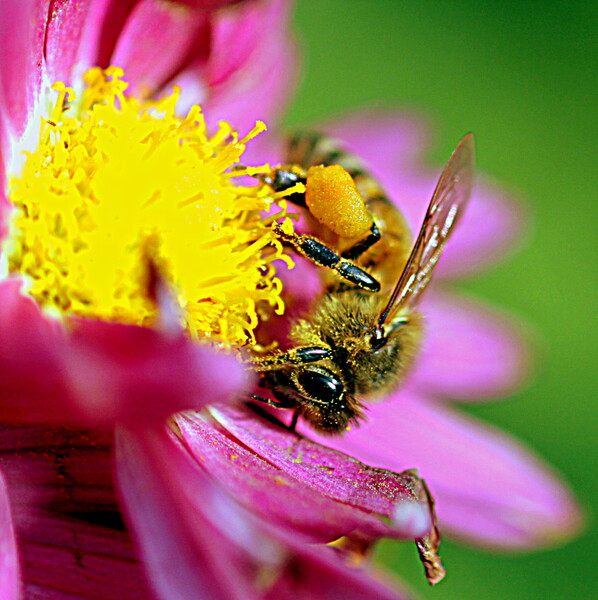 菊に留まるミツバチ
