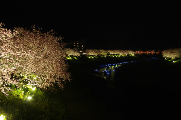 初夜桜