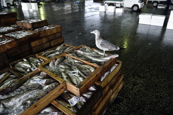 八戸魚市場のカモメ