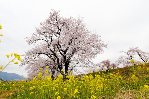 岡島の桜