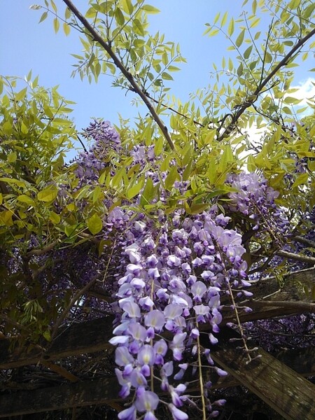 長峰公園の藤の花
