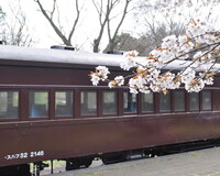 【桜】桜と客車