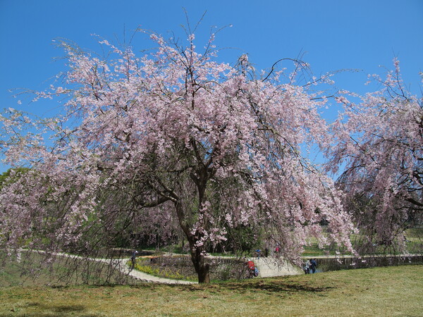 【おだやかに・・・春】 しだれ桜