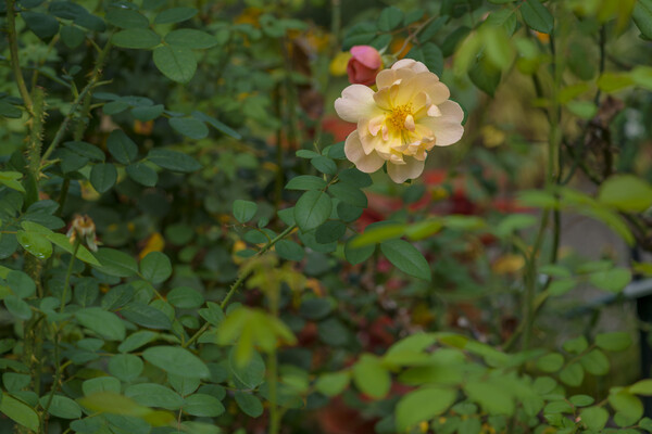 秋薔薇に期待