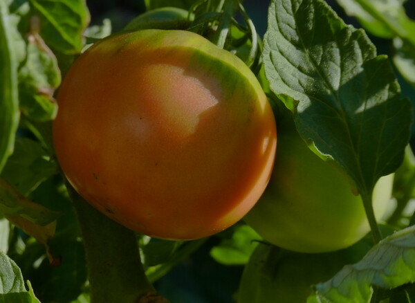 トマトの色付き
