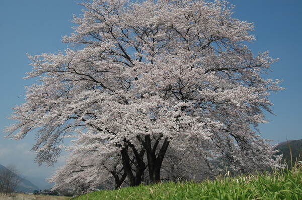 山里の桜