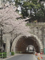 桜とトンネル