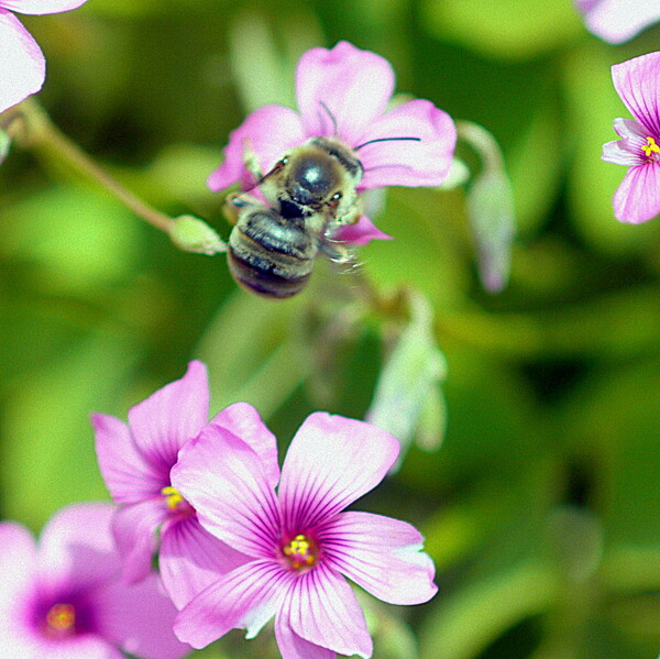 小さいオキザリスの花に蜂が来ました。