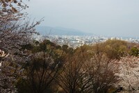 さらにチビマル子の桜山から見た清水港