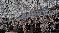 枝垂れ桜２