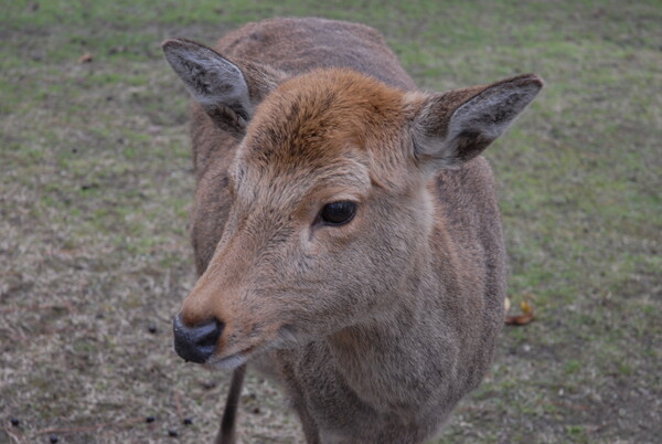 鹿（奈良にて）