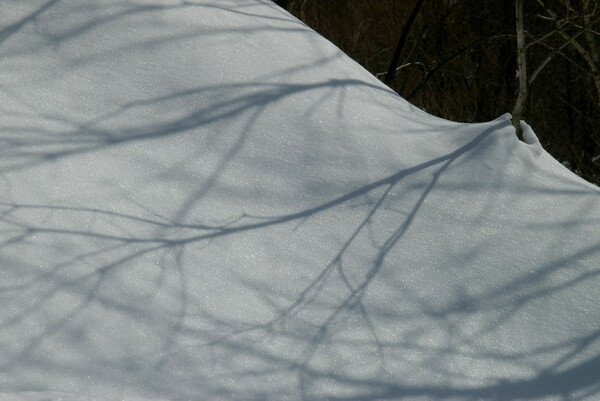 雪に雑木の影優しく