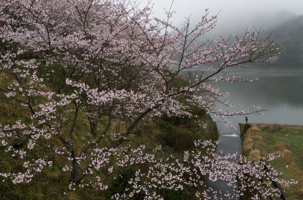ダムの桜