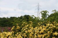 【花・空のある風景】モッコウバラと送電鉄塔