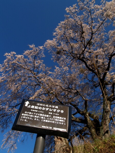 桜をめぐる冒険　＃６　