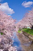 【心】Cherry blossom season