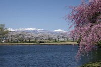 南湖の桜