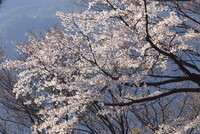 標高560メートルの山桜