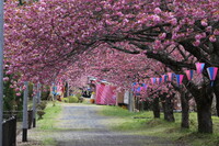 明日から桜祭り