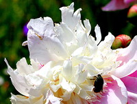 【生き物景色】豪華な花にハナムグリが・・