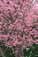 満開の桜