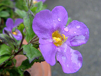 UP紫の花