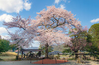 【花のある風景】桜と地蔵②