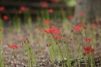 おっと、寝過ごしたかな・・もうお彼岸？