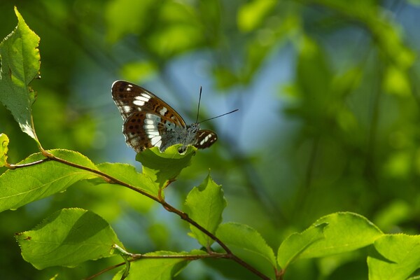 The White admiral