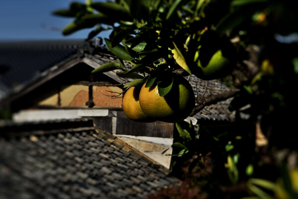 柑橘と土壁