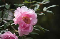 立てば芍薬、座れば