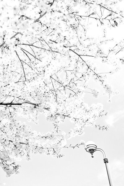 モノクロ桜