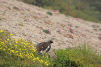 花と雷鳥