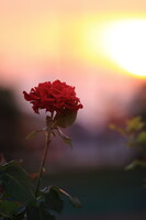 落日と真紅のバラ