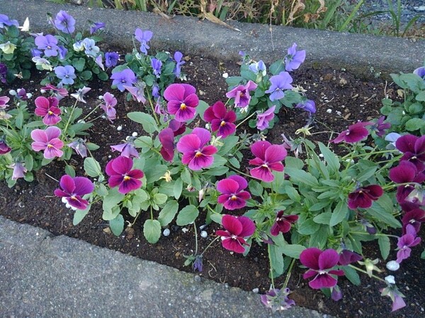 矢板駅の紫が全開なパンジーの花壇