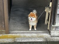 子犬